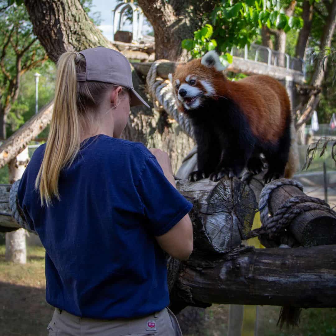 A zookeeper feeding a red panda at Edmonton Valley Zoo.