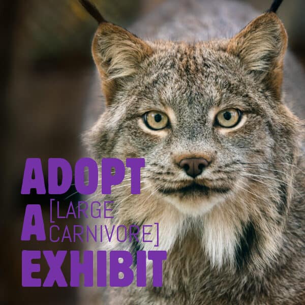 Poster for the ADOPT A EXHIBIT [LARGE CARNIVORE]