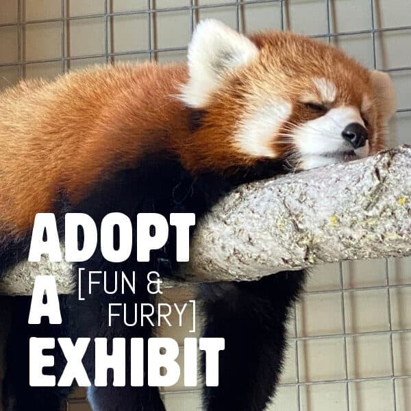 Poster for ADOPT A EXHIBIT [FUN & FURRY]
