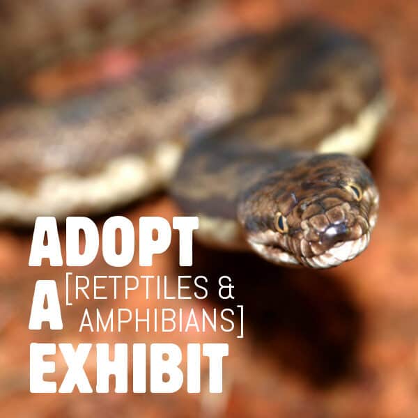 Poster for ADOPT A EXHIBIT [REPTILES & AMPHIBIANS]