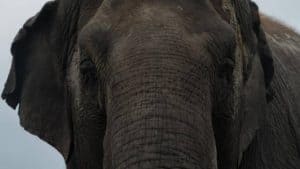 An image of Lucy the elephant's face by G&M Photo