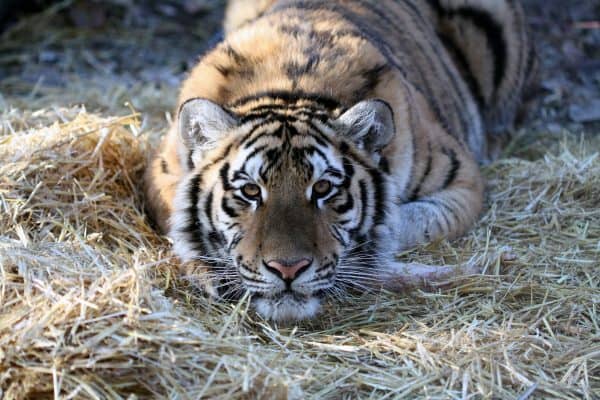 Amba the tiger rests in the hay.