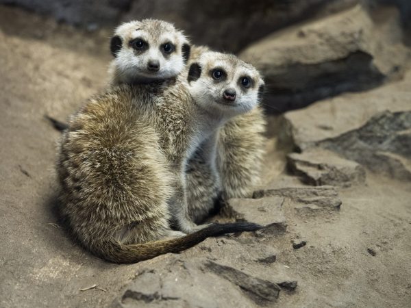 Two Meercats sit together.