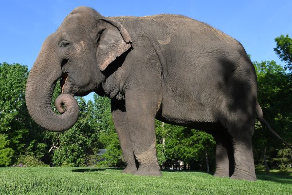 Lucy the Asian Elephant stands in the grass.