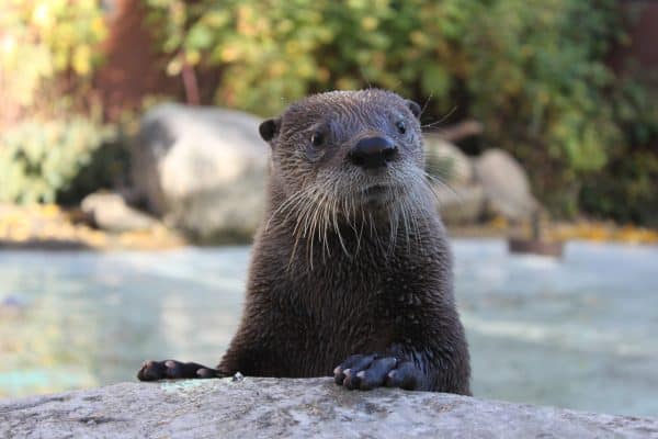 A North American River Otter looks towards the camera.