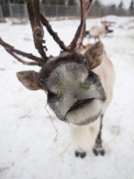 A reindeer pushes its snout towards the camera. Snowy background.