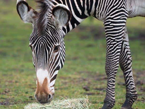 Photo of a Zebra eating outside.