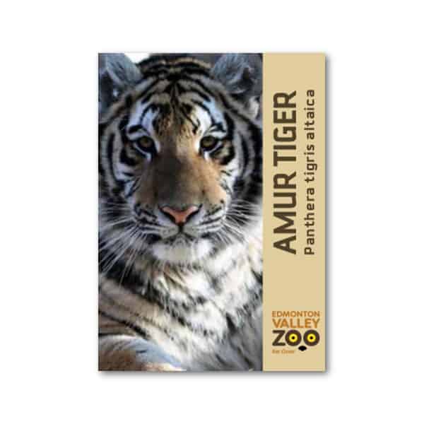 EVZ Amur Tiger Magnet
