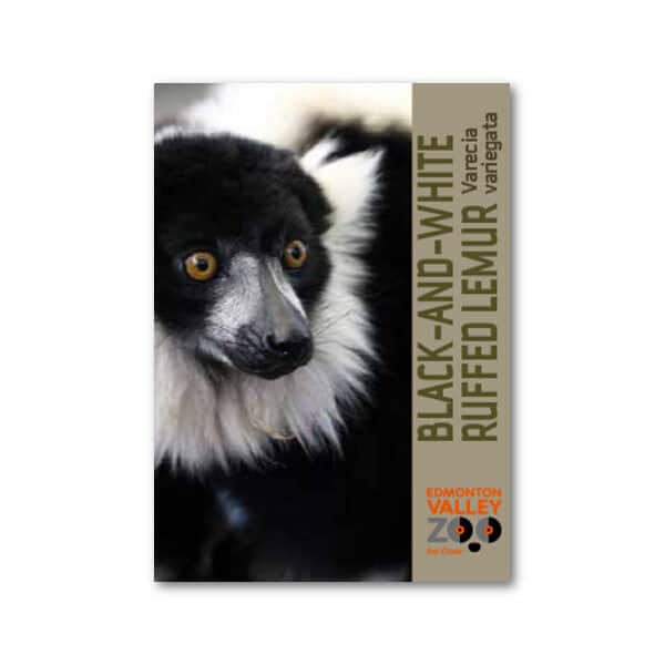 EVZ Black and White Ruffed Lemur Animal Magnet