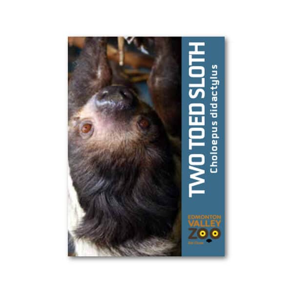 EVZ Two Toed Sloth Animal Magnet