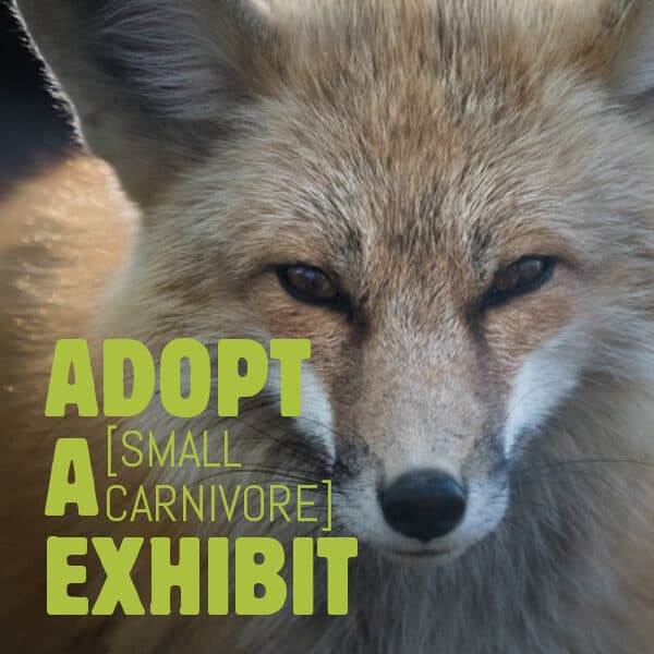 Poster for the ADOPT A [SMALL CARNIVORE] EXHIBIT