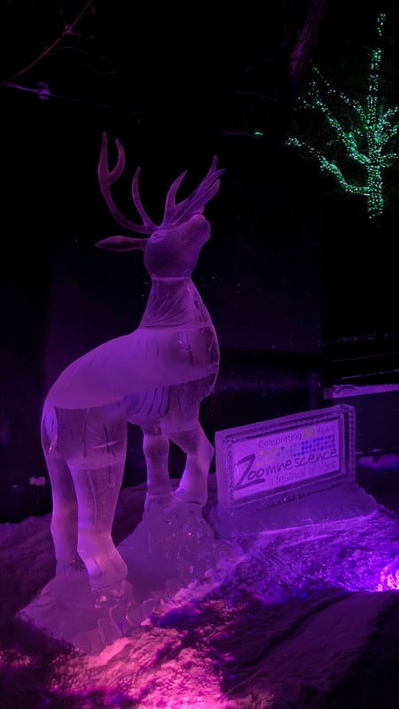 Reining in the Caribou light up in purple light