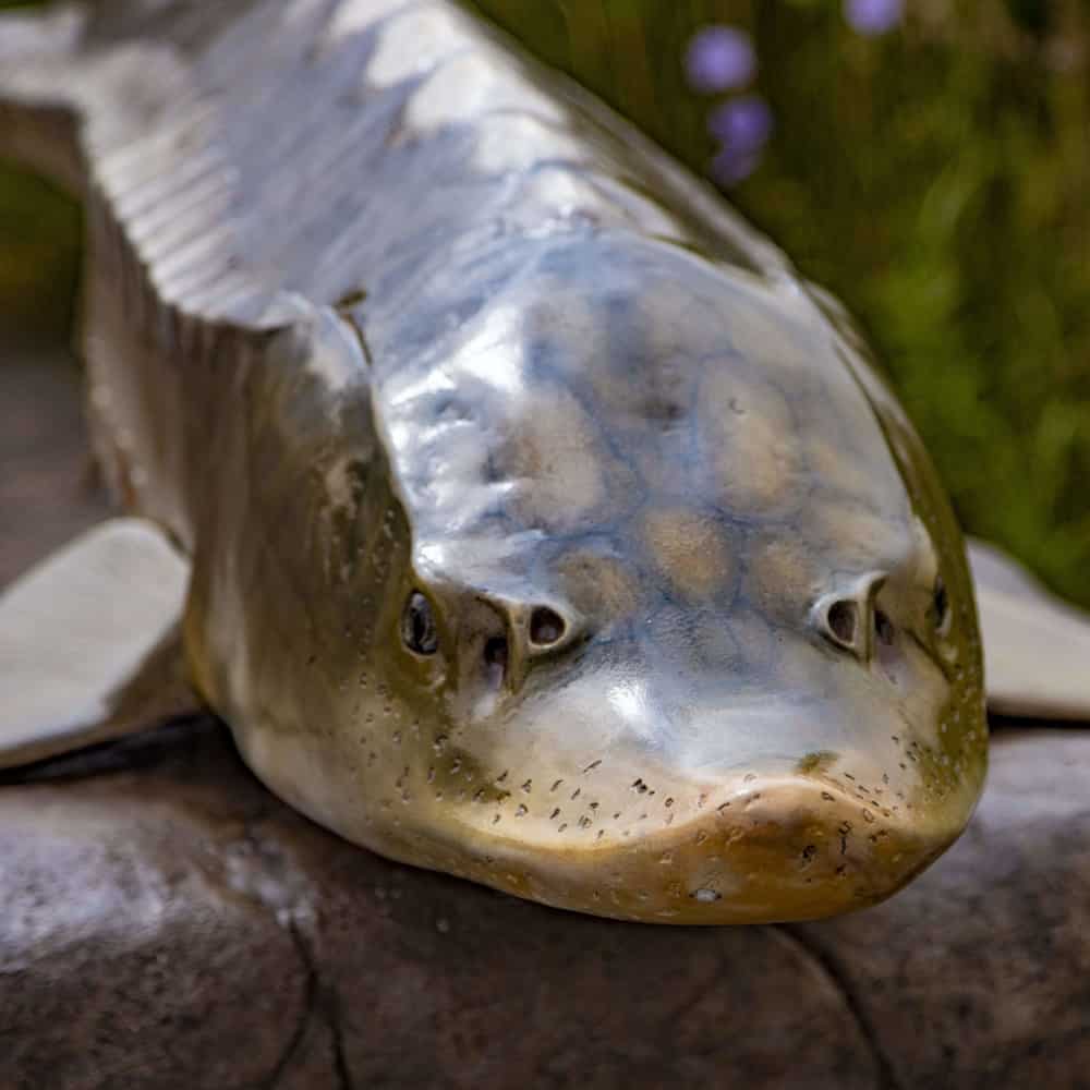 Wildlife Rescue - Image 3