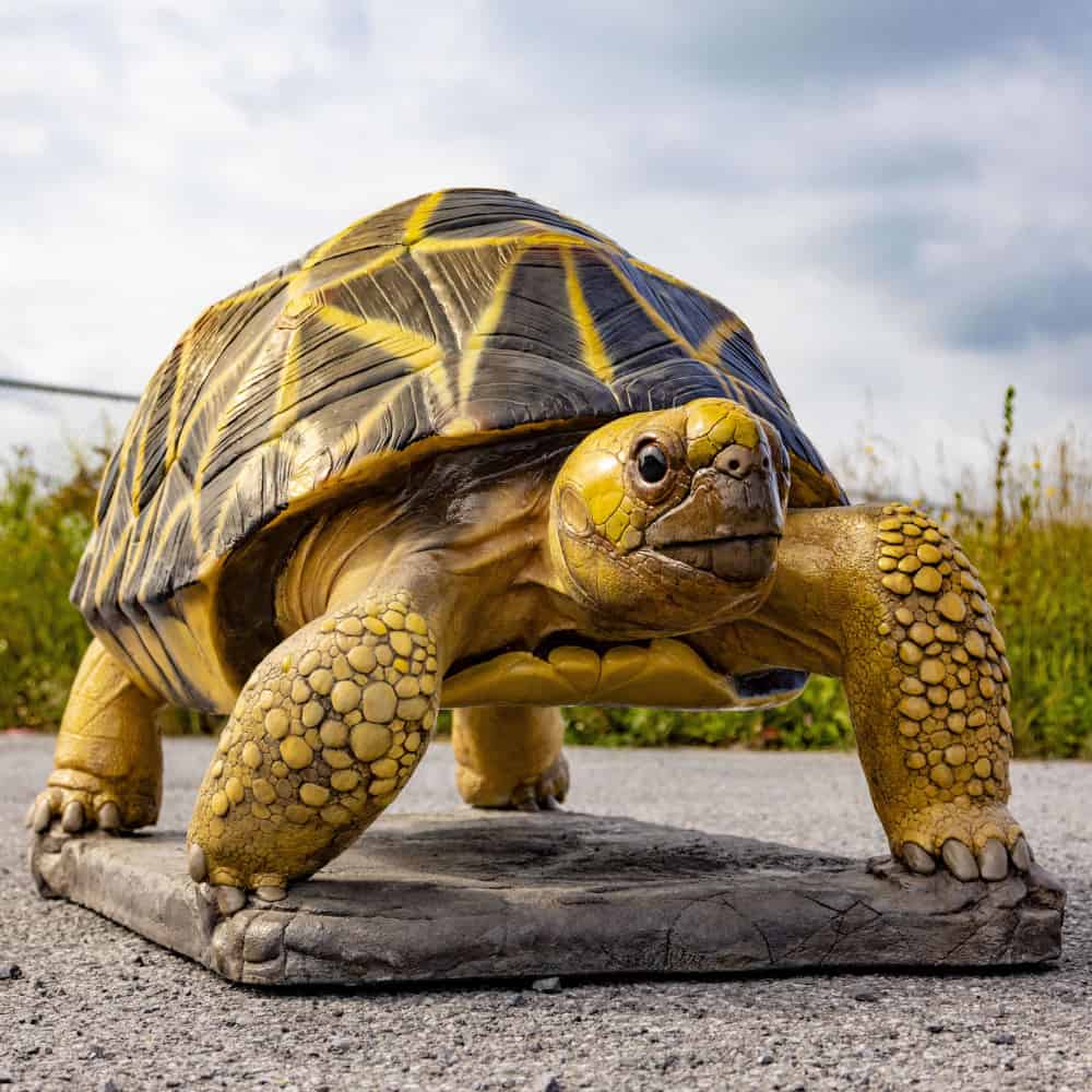 Wildlife Rescue - Image 4