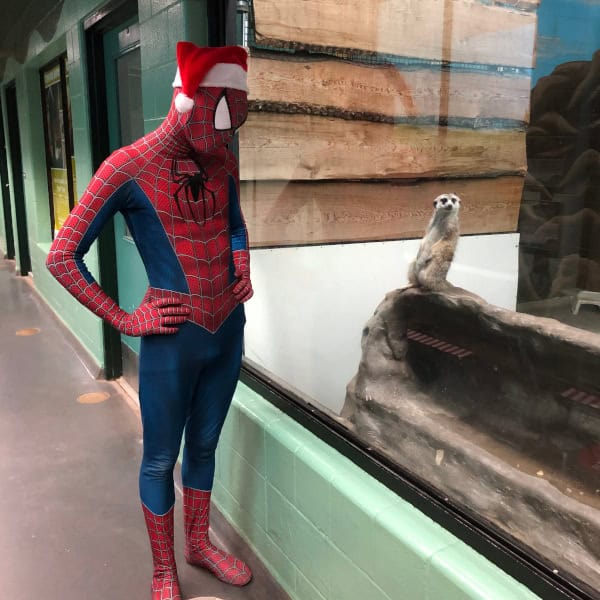 Zoom2024-4 Spiderman stares down a meerkat during Zoominescence.