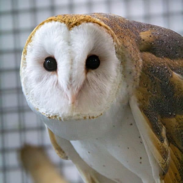 Close up of Summer, the Barn Owl's face