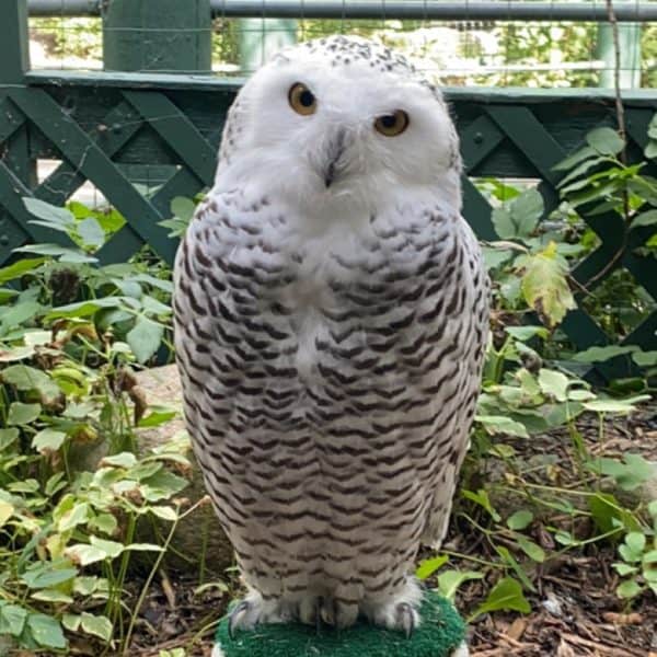 Upic the Snowy Owl stares at the camera.