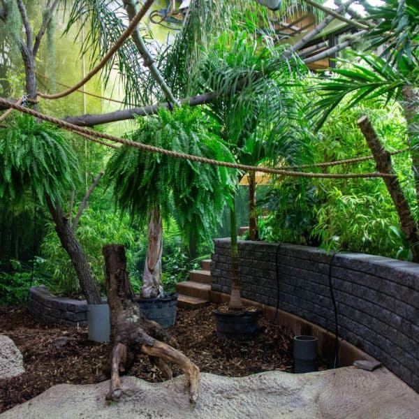 A greenery in the upgraded Sloth habitat.