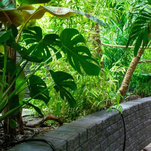 New greenery in the Sloth habitat.