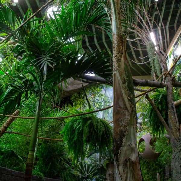 More fun features of the new Sloth habitat.