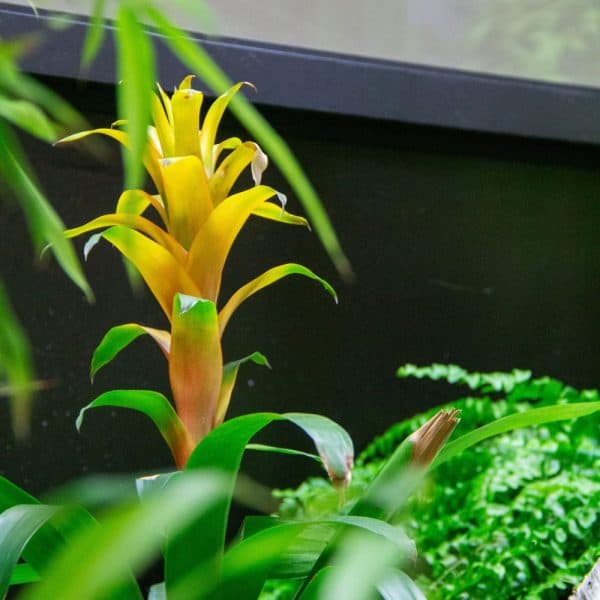 A flowering plant in the new Sloth habitat.