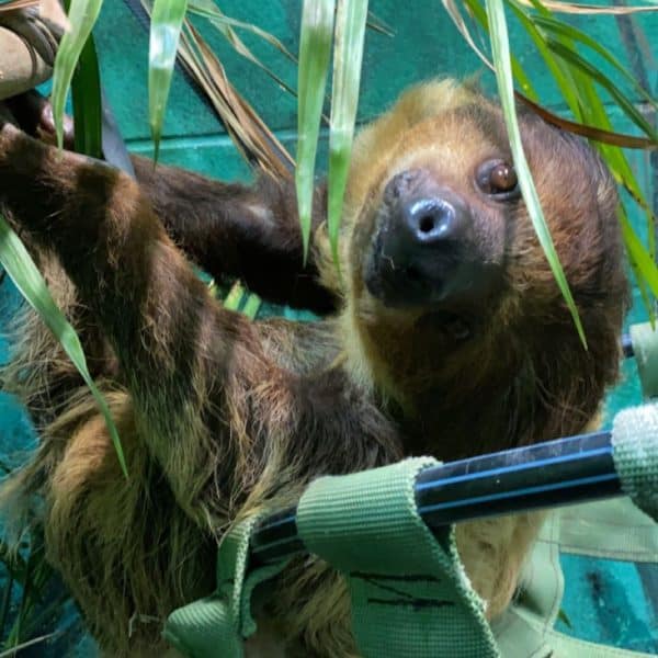 Luna the two toed sloth smiles at the camera in her upgraded habitat.