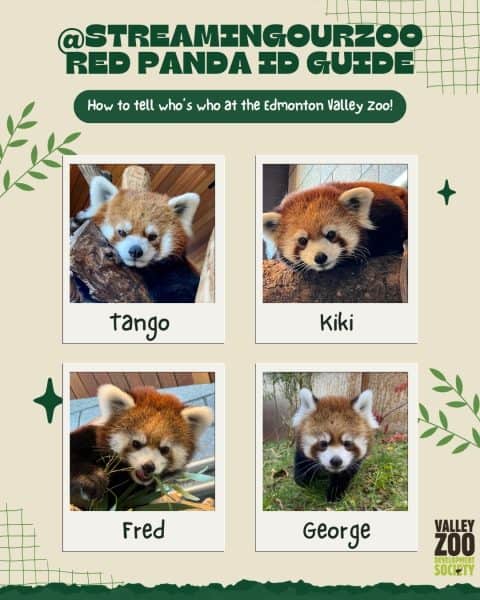 Infographic showing the Red Panadas that live at the Edmonton Valley Zoo.