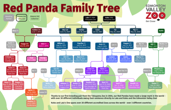 Edmontonn Valley Zoo Red Panda Family Tree