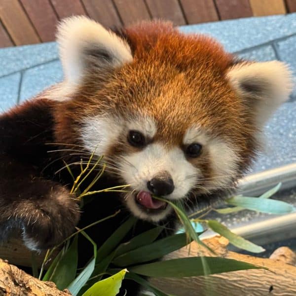 Fred watches below as he he eats a meal.