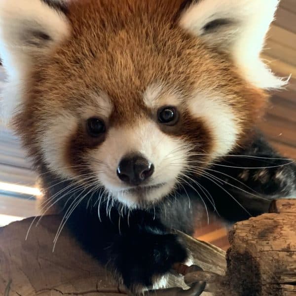 George the Red Panda looks down from above.