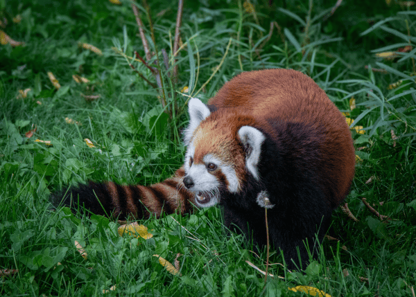 Kiki the Red Panada plays in the grass.