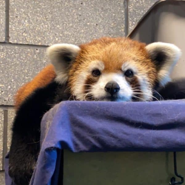 Kiki the Red Panda takes a rest.