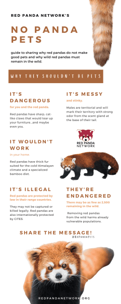 Infographic on why we can't pet Red Pandas