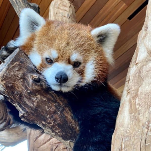 Tango the Red Panda looks down from above.