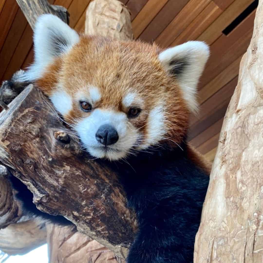 A red panda walking toward a zookeeper during a behind-the-scenes encounter at Edmonton Valley Zoo.