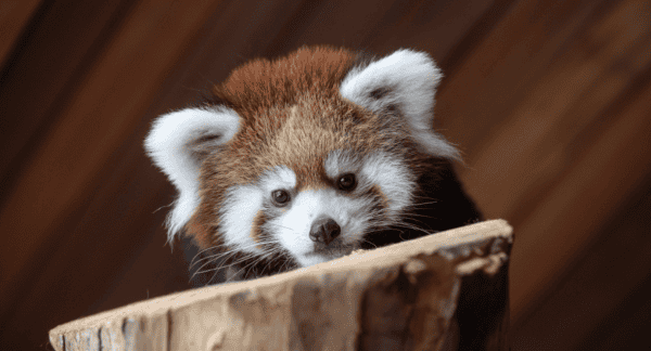 A REd Panda peaks over the top of a log.