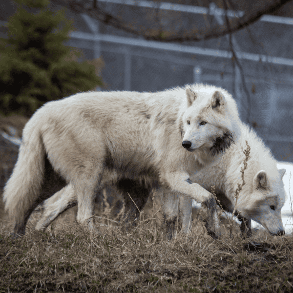 Aspen and Anuri exploring their new home.