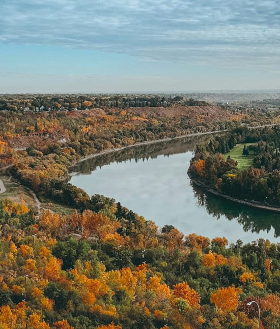 Aspen in fall colors along a bend in the Edmonton River Valley