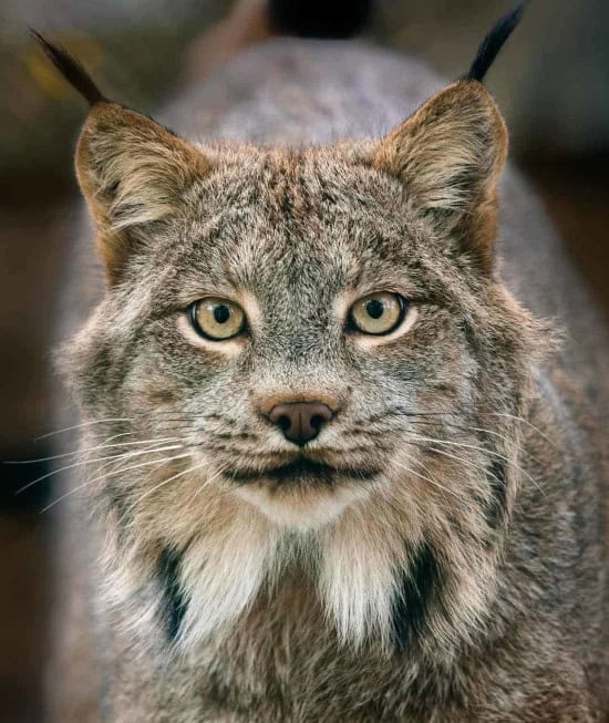 A head on photo of Xena the Canada lynx 