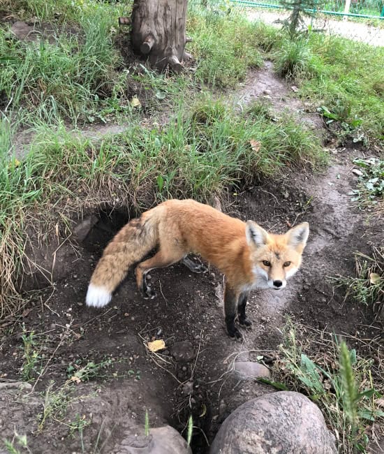 Aspen in fall colors along a bend in the Edmonton River Valley