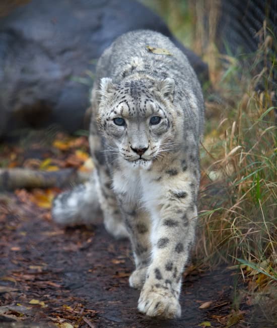 A close up of an Amur Tigers Face