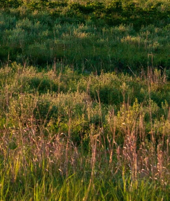 Aspen in fall colors along a bend in the Edmonton River Valley