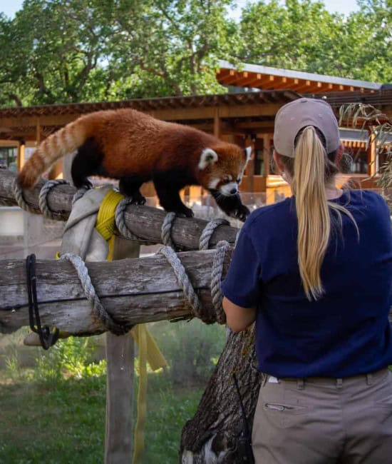 A red panda walking toward a zookeeper during a behind-the-scenes encounter at Edmonton Valley Zoo.