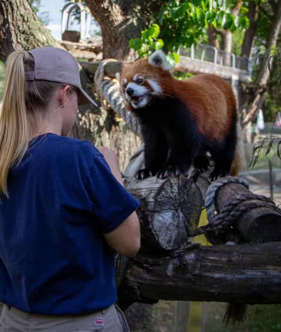 Aspen in fall colors along a bend in the Edmonton River Valley