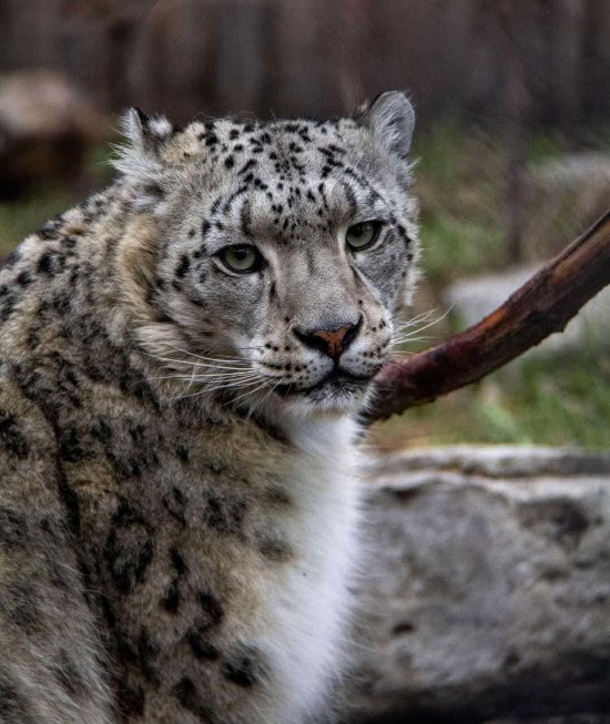 A side shot of Indira the Snow Leopard