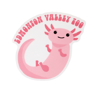 Image of an Axolotl with Edmonton Valley Zoo above, made by stickers northwest