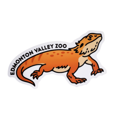 Image of a bearded dragon with Edmonton Valley Zoo above, made by stickers northwest