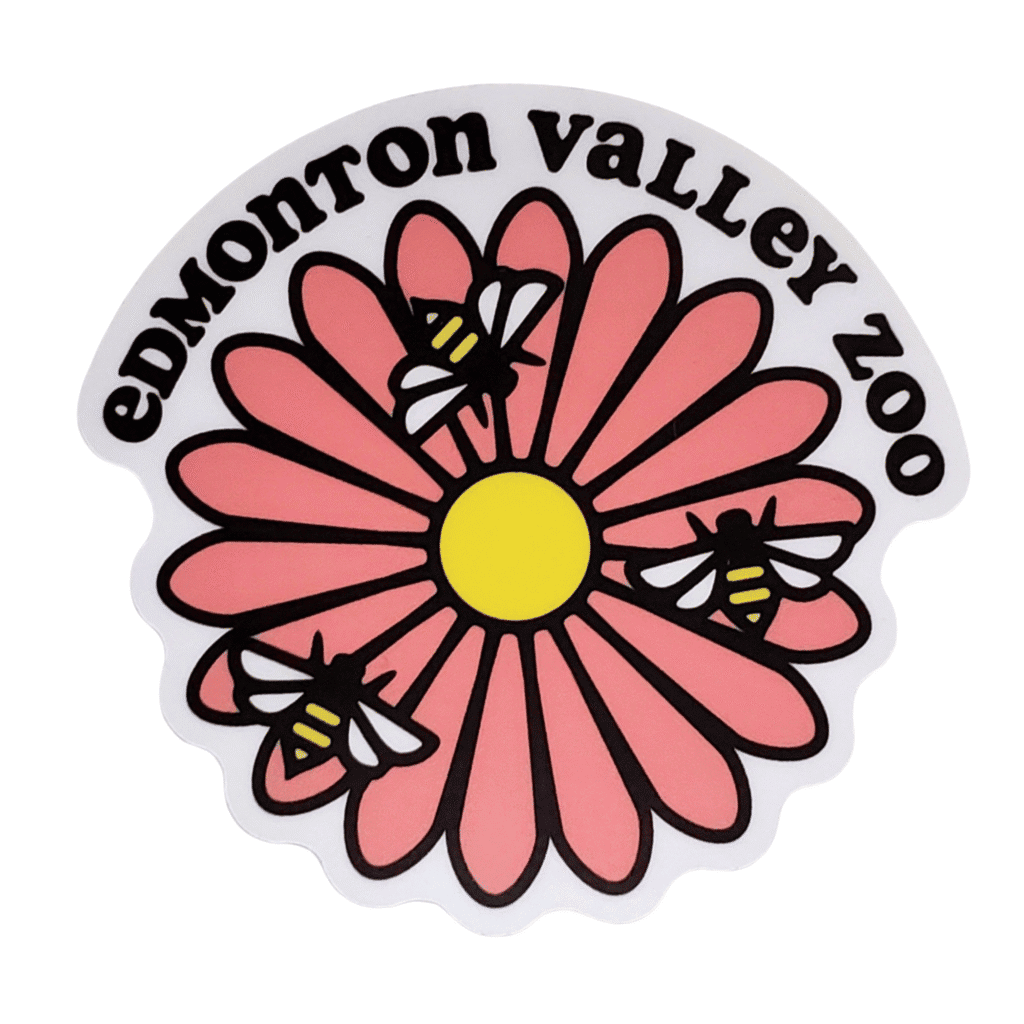 Bee on Flower Image of bees flying around a pink flower with Edmonton Valley Zoo above, made by stickers northwest