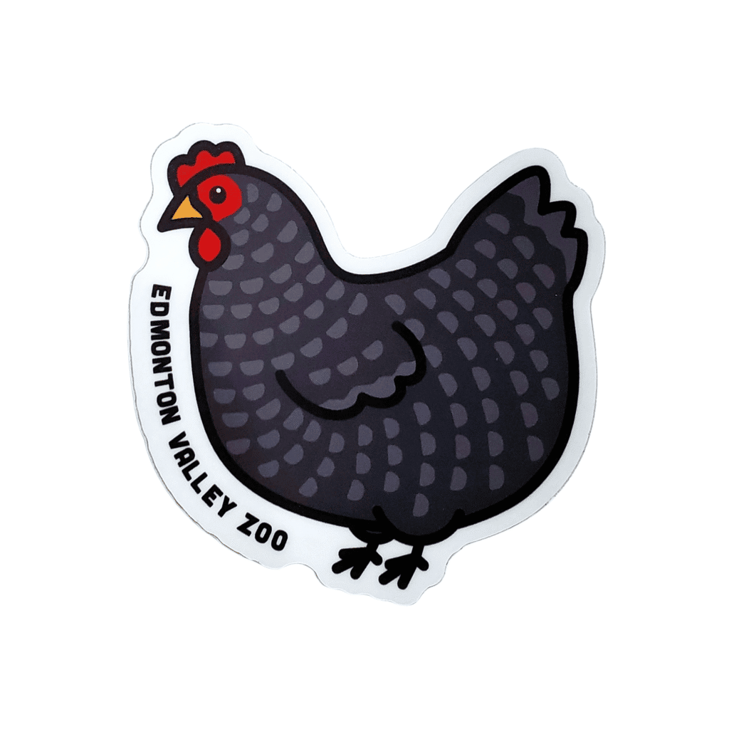 Image of a grey chicken that has Edmonton Valley Zoo along the side, made by stickers northwest