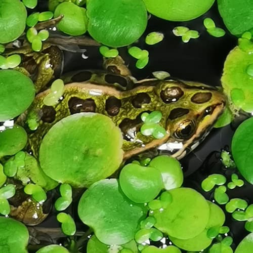 A child rides the Snowy Owl on the Conservation Carousel.